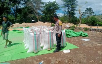 BHABINKAMTIBMAS DESA WOKO PANTAU AKTIVITAS WARGA BINAAN SAAT MENJUAL HASIL PANEN JAGUNG