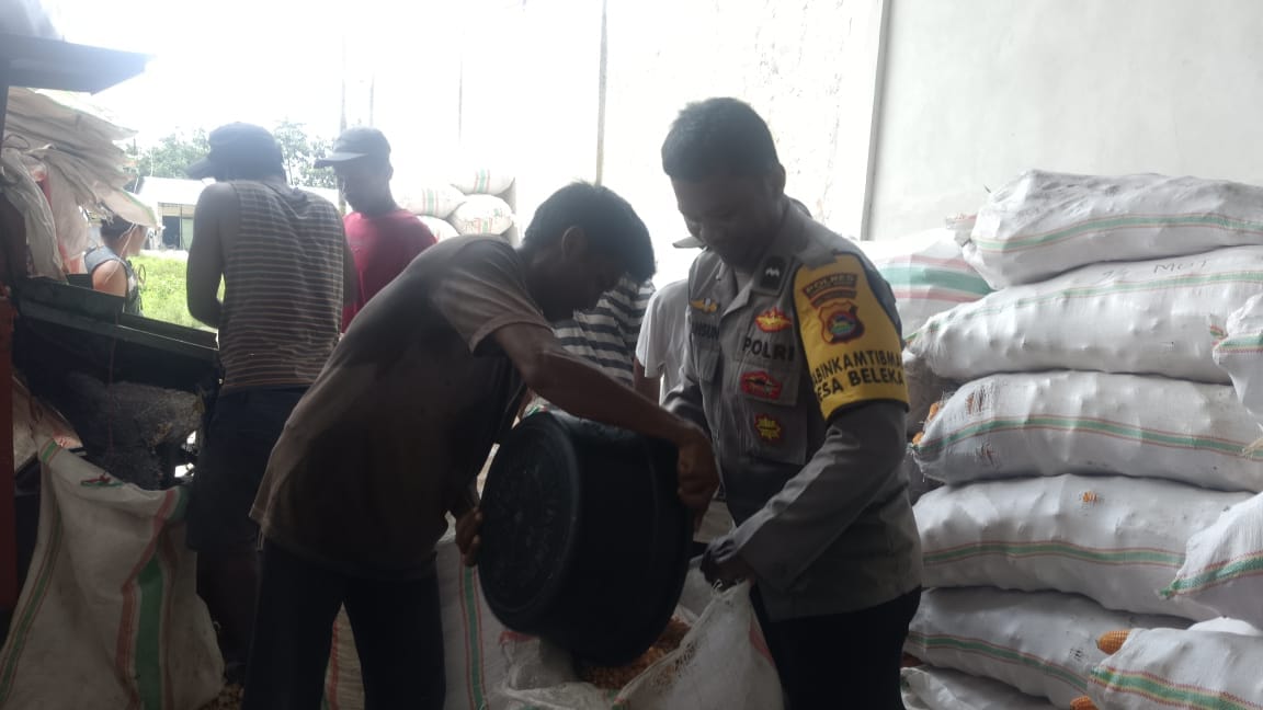 Jaga Kualitas, Polri Bantu Petani Lombok Barat Pipil Jagung