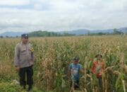 BHABINKAMTIBMAS DESA MBAWI PANTAU PANEN JAGUNG DALAM UPAYA DUKUNG KETAHANAN PANGAN NASIONAL