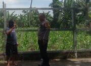 Dukung Ketahanan Pangan, Polri Ajak Warga Labuapi Tanam di Rumah