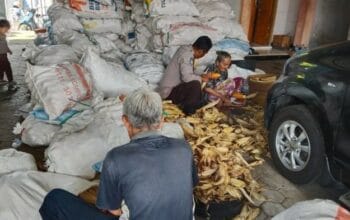 Polsek Gerung Kawal Panen Jagung Tiga Ton di Lombok Barat