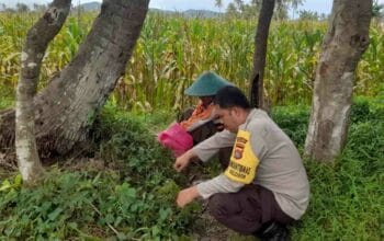 Polri Dampingi Petani Jagung Lombok Barat: Panen Lancar, Hasil Terserap Bulog