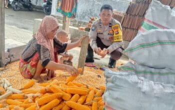 Polri Dampingi Petani Panen Jagung di Lombok Barat