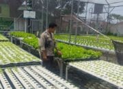 Aksi Nyata Bhabinkamtibmas Lombok Barat Dukung Ketahanan Pangan