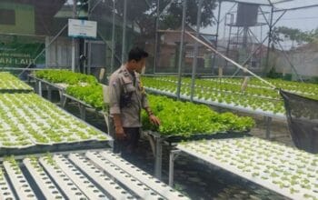 Aksi Nyata Bhabinkamtibmas Lombok Barat Dukung Ketahanan Pangan