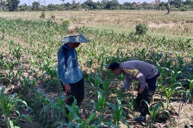 Ketahanan Pangan Diperkuat, Bhabinkamtibmas Kunjungi Petani Jagung