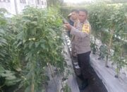 Kuatkan Ketahanan Pangan, P4S Lombok Barat Dorong Kompetensi Petani