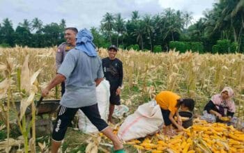 Demi Stok Pangan Nasional, Polsek Lembar Ajak Petani Salurkan Jagung Varietas NK ke Bulog