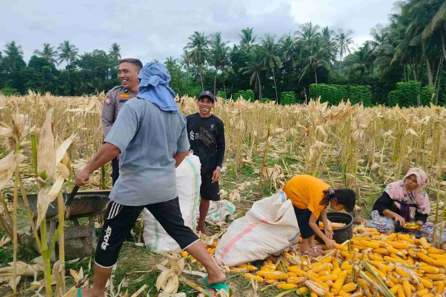 Demi Stok Pangan Nasional, Polsek Lembar Ajak Petani Salurkan Jagung Varietas NK ke Bulog