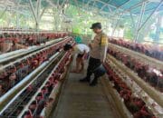 Kamtibmas Kondusif, Produksi Lancar: Peran Bhabinkamtibmas Bagi Peternak Ayam