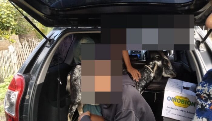 Polsek Wera Polres Bima Kota Amankan Dua Remaja Terduga Pelaku Pencurian Ternak
