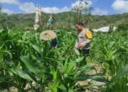 Langkah Polsek Gerung Perkuat Kemandirian Pangan