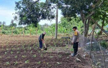 Polres Lombok Barat Intensifkan Pendampingan Petani Jagung