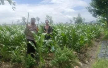 Polsek Gerung Dorong Ketahanan Pangan di Desa Beleka