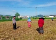 Optimalkan Lahan Pasca-Panen, Petani Lombok Barat Tanam Jagung
