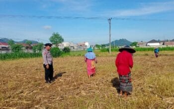 Optimalkan Lahan Pasca-Panen, Petani Lombok Barat Tanam Jagung