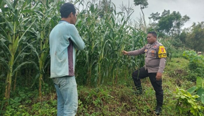 Bhabinkamtibmas Desa Janapria Laksanakan DDS dan Pengecekan Tanaman Jagung Warga