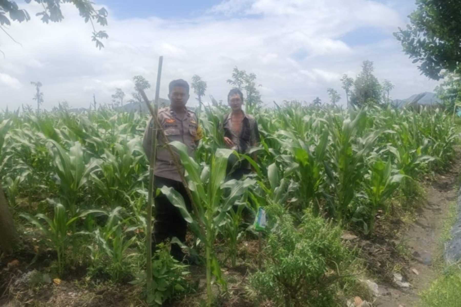 Dukung Ketahanan Pangan, Bhabinkamtibmas Beleke Bina Petani di Lahan Jagung