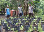 Upaya Desa Batulayar Wujudkan Kemandirian Pangan Lewat Greenhouse