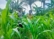 Langkah Proaktif Polsek Labuapi Dukung Kemandirian Pangan