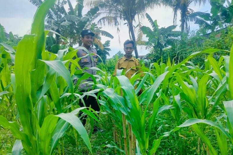 Langkah Proaktif Polsek Labuapi Dukung Kemandirian Pangan
