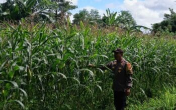 Polri Dampingi Petani Jagung Karang Bongkot Lombok Barat