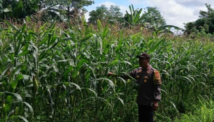 Bhabinkamtibmas Pantau Lahan Jagung Hibrida di Labuapi