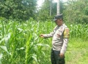Bhabinkamtibmas Sekotong Tinjau Lahan Jagung Warga