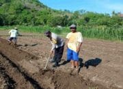 Polsek Gerung Pantau Ketahanan Pangan di Dusun Gumesa Utara Lobar