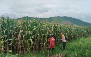 Bhabinkamtibmas Desa Mumbu Lakukan Pengecekan Lahan Jagung Binaan Kapolres Dompu