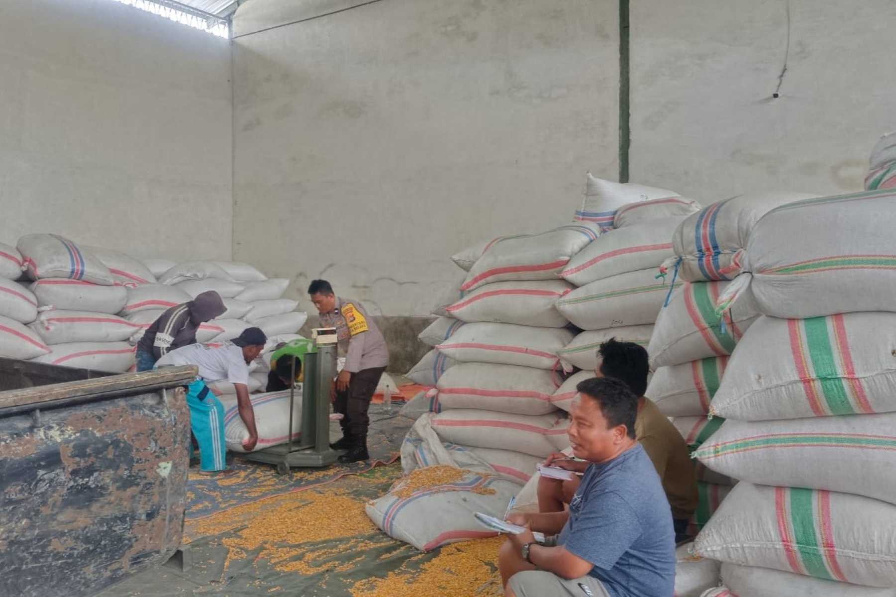 Stok Jagung Melimpah, Bhabinkamtibmas Gerung Kawal Distribusi Pangan