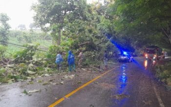 Pohon Tumbang Tutup Jalan di Desa Luk, Personel Polsek Rhee Sigap Evakuasi dan Atur Lalu Lintas