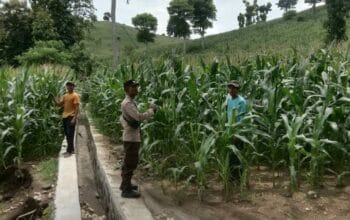 Satuan Reserse Narkoba Polres Dompu kembali menunjukkan komitmennya dalam memberantas peredaran gelap narkotika. Pada Selasa, 13 Januari 2026 sekitar pukul 20.30 Wita, Tim Opsnal Satresnarkoba Polres Dompu berhasil mengamankan dua orang perempuan terduga pelaku tindak pidana narkotika jenis sabu di sebuah home stay yang berlokasi di Desa Pekat, Kecamatan Pekat, Kabupaten Dompu, tepatnya di depan Kantor PLN (Persero) Rayon Dompu Sub Rayon Desa Pekat.  Penangkapan dan penggeledahan tersebut dipimpin langsung oleh Kasat Resnarkoba Polres Dompu IPTU Rahmadun Siswadi, S.H., berdasarkan informasi masyarakat yang menyebutkan bahwa lokasi tersebut kerap dijadikan tempat transaksi narkotika.  Adapun dua terduga pelaku yang diamankan yaitu:  -E (33), perempuan, alamat Dusun Mantika, Desa Nangakara, Kecamatan Pekat, Kabupaten Dompu.  -NR (33), perempuan, alamat Dusun Suka Muli, Desa Kadindi, Kecamatan Pekat, Kabupaten Dompu.  Kronologis Pengungkapan Kasus ini bermula dari laporan masyarakat pada Selasa, 13 Januari 2026, terkait dugaan aktivitas transaksi narkotika di wilayah Desa Pekat. Menindaklanjuti informasi tersebut, Kasat Resnarkoba Polres Dompu memerintahkan Tim Opsnal untuk melakukan penyelidikan dan pengumpulan bahan keterangan (pulbaket).  Sekitar pukul 20.00 Wita, tim berhasil memastikan keberadaan target di salah satu home stay di Desa Pekat. Operasi pengungkapan dipimpin oleh Kanit II Satresnarkoba Polres Dompu BRIPKA Iwan Setiawan selaku ketua tim. Dengan taktik masuk secara bertahap untuk menghindari kecurigaan, petugas berhasil mengamankan kedua terduga pelaku yang saat itu berada di dalam kamar home stay.  Dalam proses penggeledahan yang disaksikan oleh saksi umum dan saksi anggota, terduga pelaku mengakui menyimpan narkotika di dalam kamar. Barang bukti tersebut kemudian diperlihatkan dan diserahkan langsung oleh terduga kepada petugas.  Barang Bukti yang Diamankan Dari hasil penggeledahan, petugas berhasil mengamankan barang bukti berupa:  -9 (sembilan) klip gulung berisi narkotika jenis sabu dengan berat bruto 3,55 gram -1 buah tas warna coklat berisi tas kecil warna cream -1 buah tas warna biru -2 buah kaca -4 buah pipet yang telah dimodifikasi -1 buah korek gas yang dimodifikasi -2 buah tutupan botol yang dimodifikasi -1 buah bong -1 buah gunting -4 unit telepon genggam  Selanjutnya, sekitar pukul 00.30 Wita, tim membawa kedua terduga beserta seluruh barang bukti ke Mako Polres Dompu guna dilakukan penyidikan dan pengembangan lebih lanjut.  Pernyataan Kasat Resnarkoba Kasat Resnarkoba Polres Dompu IPTU Rahmadun Siswadi, S.H. menegaskan bahwa pengungkapan ini merupakan hasil kerja keras dan sinergi antara kepolisian dan masyarakat.  “Pengungkapan ini berawal dari informasi masyarakat yang kami tindaklanjuti secara cepat. Dari hasil penggeledahan, kami mengamankan narkotika jenis sabu seberat bruto 3,55 gram beserta alat-alat yang digunakan. Saat ini kedua terduga pelaku telah diamankan dan akan kami kembangkan untuk mengungkap jaringan serta sumber barang haram tersebut,” jelas IPTU Rahmadun.  Pasal yang Disangkakan Kedua terduga pelaku disangkakan Pasal 114 ayat (1) Undang-Undang Nomor 35 Tahun 2009 tentang Narkotika, juncto ketentuan penyesuaian pidana dalam UU Nomor 1 Tahun 2026, dengan ancaman pidana berat sesuai ketentuan hukum yang berlaku.  Tanggapan Kapolres Dompu Sementara itu, Kapolres Dompu AKBP Sodikin Fahrojin Nur, S.I.K. melalui Kasi Humas Polres Dompu IPTU I Nyoman Suardika menyampaikan apresiasi atas kinerja Satresnarkoba.  “Kapolres Dompu mengapresiasi keberhasilan Satresnarkoba dalam mengungkap kasus ini. Polres Dompu berkomitmen penuh untuk memberantas peredaran narkotika hingga ke akar-akarnya dan mengajak masyarakat terus berperan aktif memberikan informasi demi menyelamatkan generasi muda dari bahaya narkoba,” ujar IPTU Nyoman.  Saat ini, penyidik Satresnarkoba Polres Dompu masih melakukan pendalaman, gelar perkara, pemeriksaan saksi, serta pengembangan jaringan guna mengungkap asal-usul narkotika tersebut.