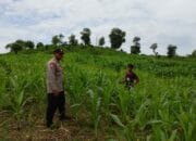 Bhabinkamtibmas Polsek Hu’u Pantau Lahan Jagung Warga Dukung Ketahanan Pangan Nasional menuju Indonesia Emas 2045