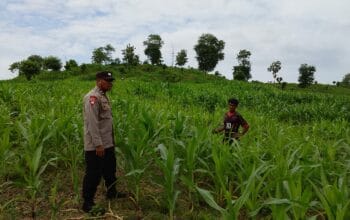 Bhabinkamtibmas Polsek Hu’u Pantau Lahan Jagung Warga Dukung Ketahanan Pangan Nasional menuju Indonesia Emas 2045