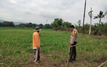 Polsek Hu’u Pantau Lahan Jagung Warga di Desa Cempi Jaya, Dukung Ketahanan Pangan Nasional