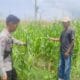 Polsek Kempo Lakukan Pemantauan Lahan Jagung Warga, Dukung Program Ketahanan Pangan Nasional