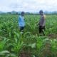 Polsek Pajo Laksanakan Pemantauan Lahan Jagung Warga Binaan Dukung Program Ketahanan Pangan Nasional