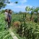 Polsek Pekat Laksanakan Pemantauan Lahan Jagung Warga Binaan di Desa Calabai