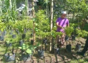 Sinergi Polri dan Warga Sidemen Lauq Budidaya Hortikultura