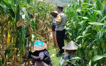 Bhabinkamtibmas Gerung Dampingi Petani Jagung Babussalam
