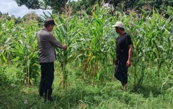Polsek Labuapi Kawal Optimalisasi Lahan Jagung di Karang Bongkot