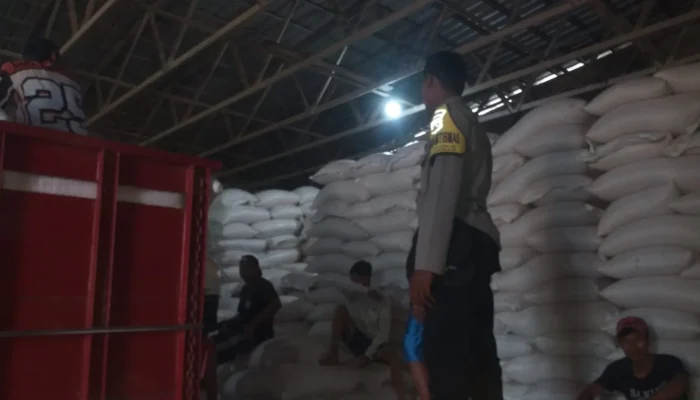 Sinergi Polri dan Petani Mareje: Distribusi Tonase Jagung ke Bulog Perkuat Ketahanan Pangan Nasional