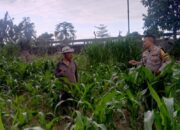 Lombok Barat Percepat Ketahanan Pangan Nasional Lewat Desa