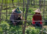 Bukan Sekadar Jaga Keamanan, Polisi di Lombok Barat Kini Jadi Motor Ketahanan Pangan