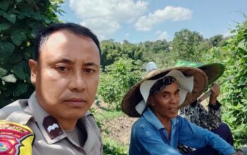 Bhabinkamtibmas Desa Pandan Duri Laksanakan Koordinasi Penanaman Jagung di Wilayah Terara