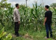 Lahan Kosong Jadi Sumber Uang, Strategi Jitu Bhabinkamtibmas Labuapi Perkuat Ketahanan Pangan Masyarakat
