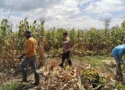 Pemantauan Panen Jagung di Dompu, Polri Perkuat Ketahanan Pangan Nasional