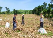 Bhabinkamtibmas Desa Adu Laksanakan Pemantauan Panen jagung Menuju Indonesia Emas