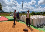 Pemantauan Penjemuran dan Pengepakan Jagung Oleh Bhabinkamtibmas Desa Jambu